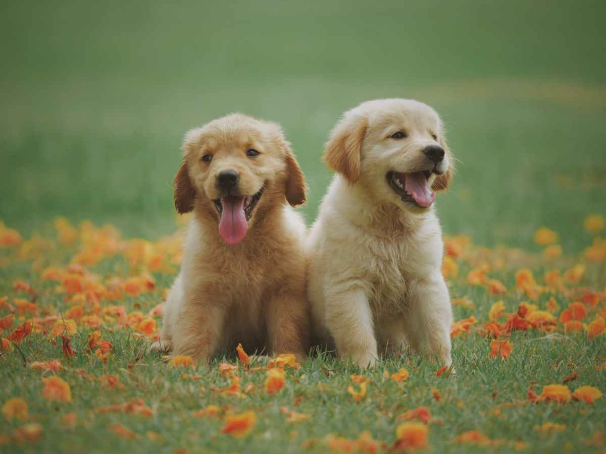 Zooplus PET SUPPLIES WITH DISCOUNT CODE OFFERS FOR&nbsp;2022